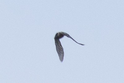 Lesser Spotted Woodpecker - ML624299595