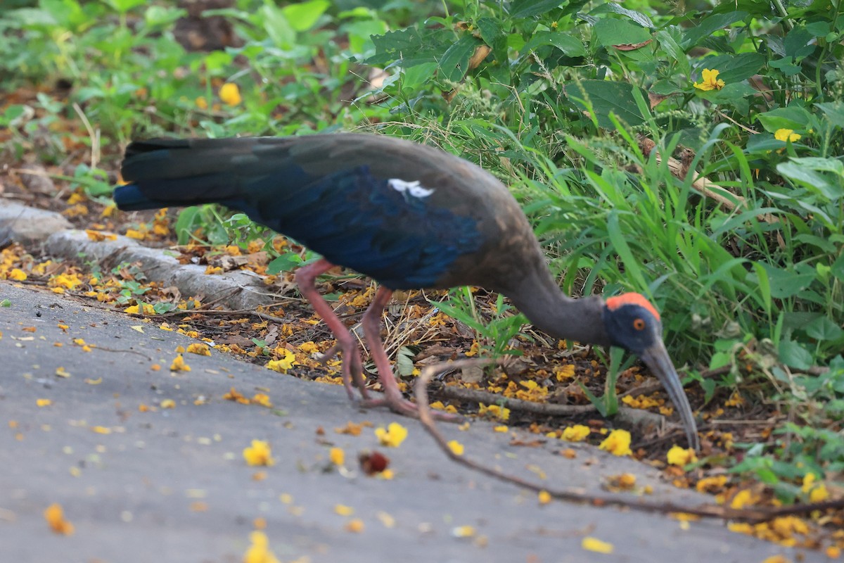 Red-naped Ibis - ML624299632