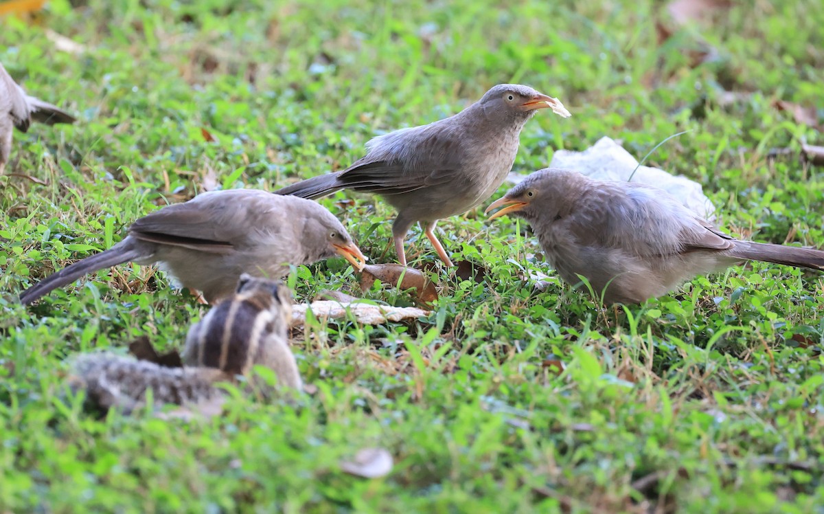 Jungle Babbler - ML624299698