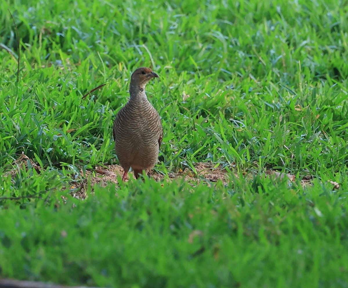 Gray Francolin - ML624299699