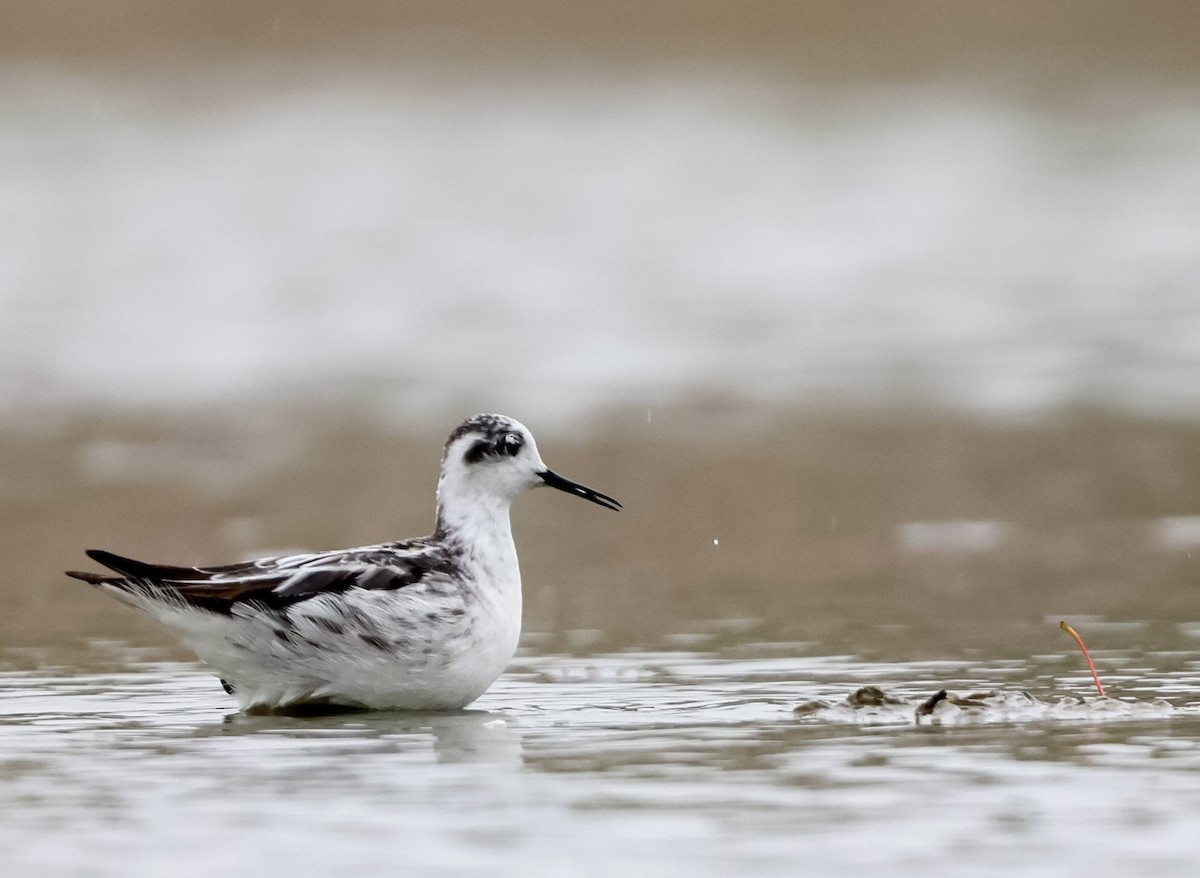 lyskonoh úzkozobý - ML624299730