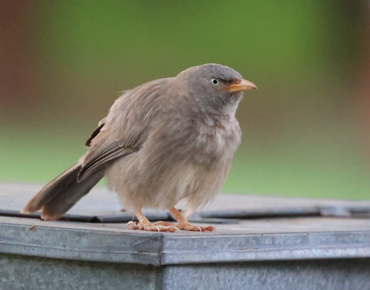 Jungle Babbler - ML624299791