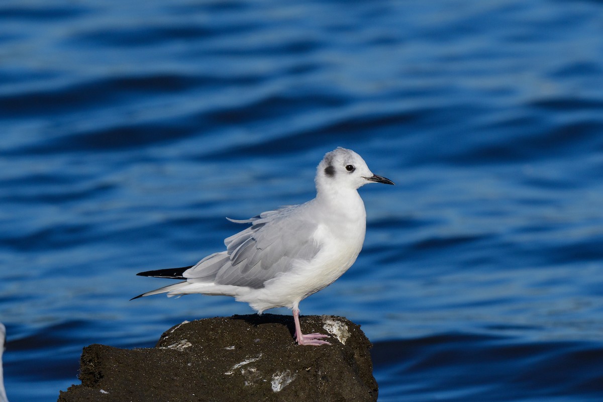 Bonaparte's Gull - ML624299865