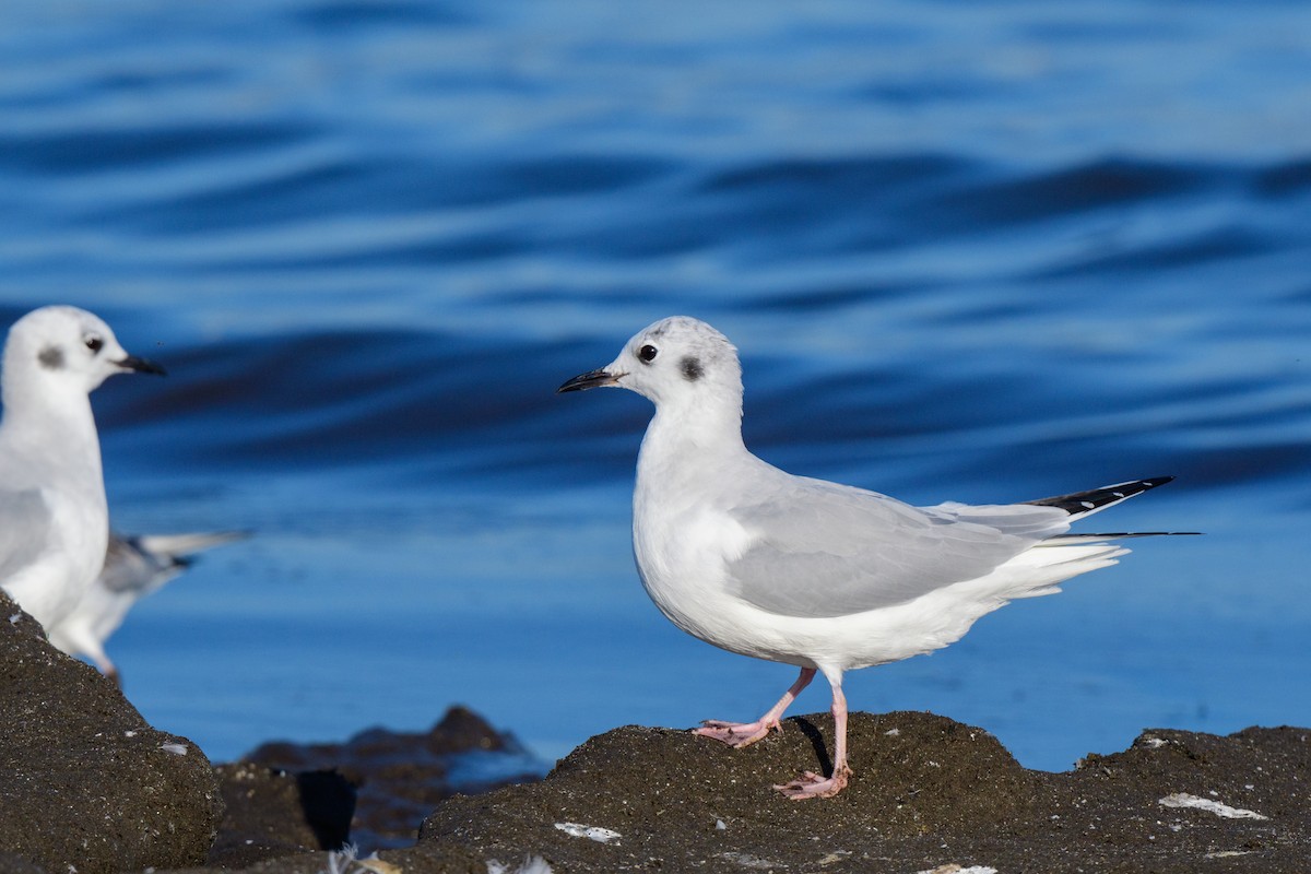 Bonaparte's Gull - ML624299866