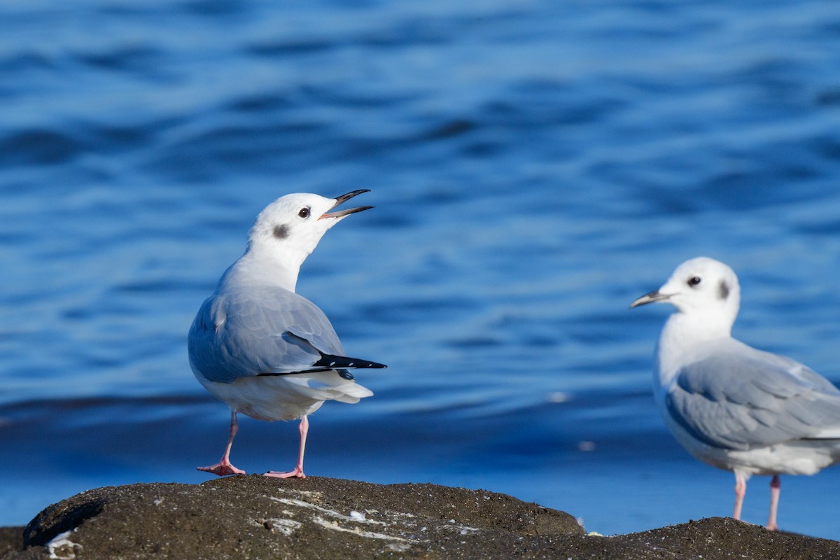 Bonaparte's Gull - ML624299867