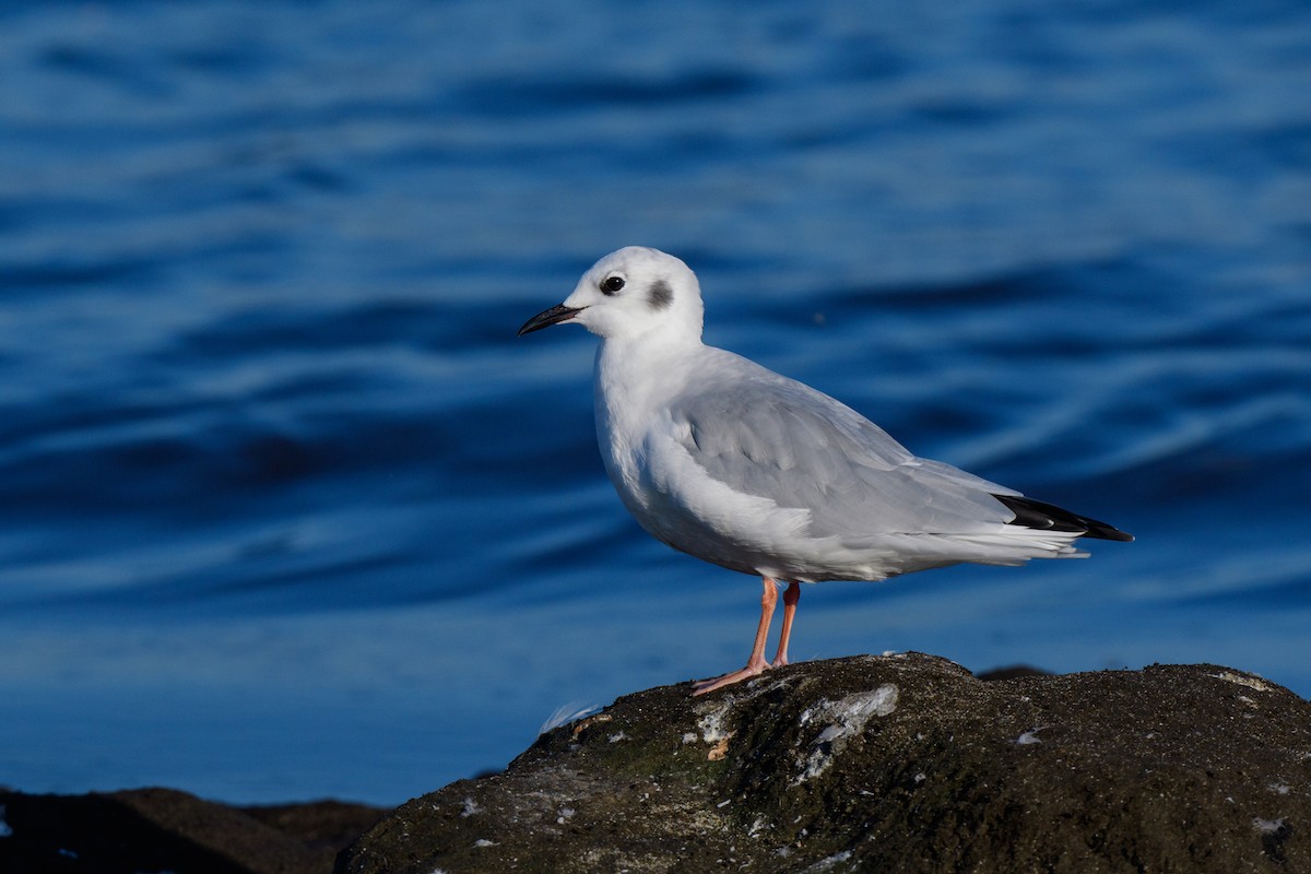 Bonaparte's Gull - ML624299869