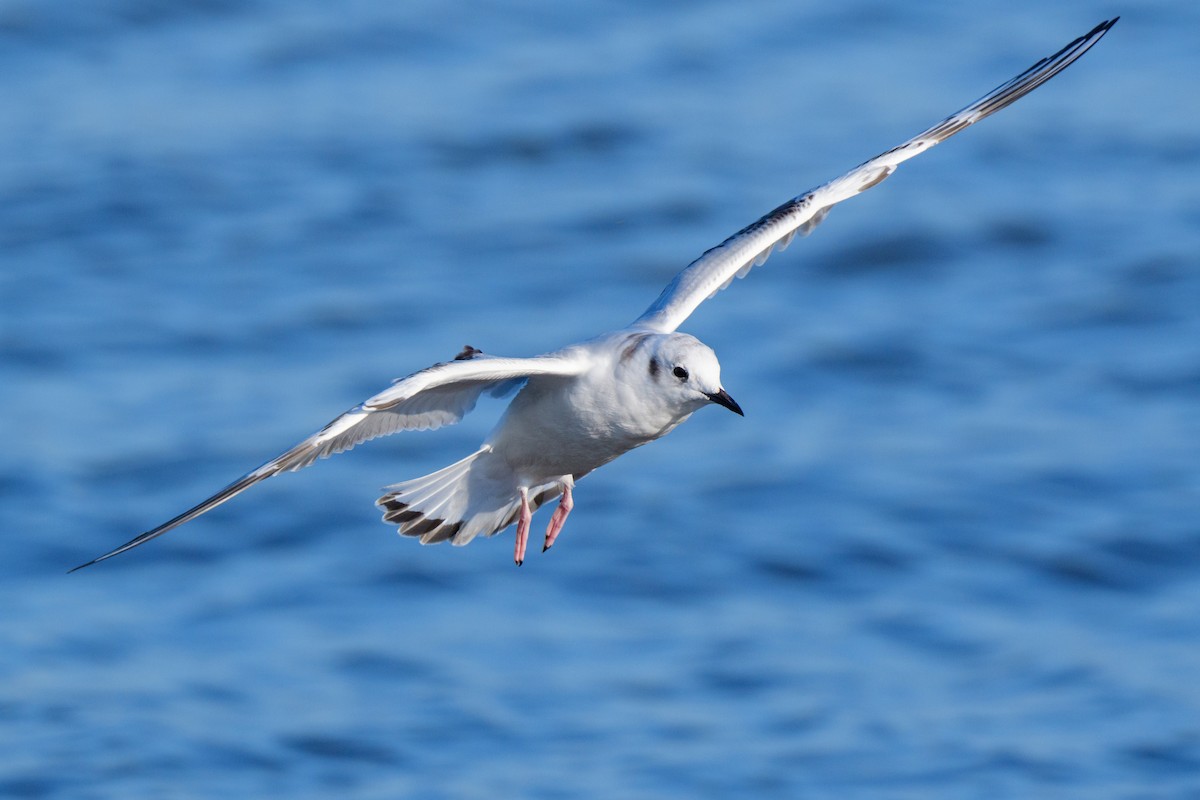 Bonaparte's Gull - ML624299871