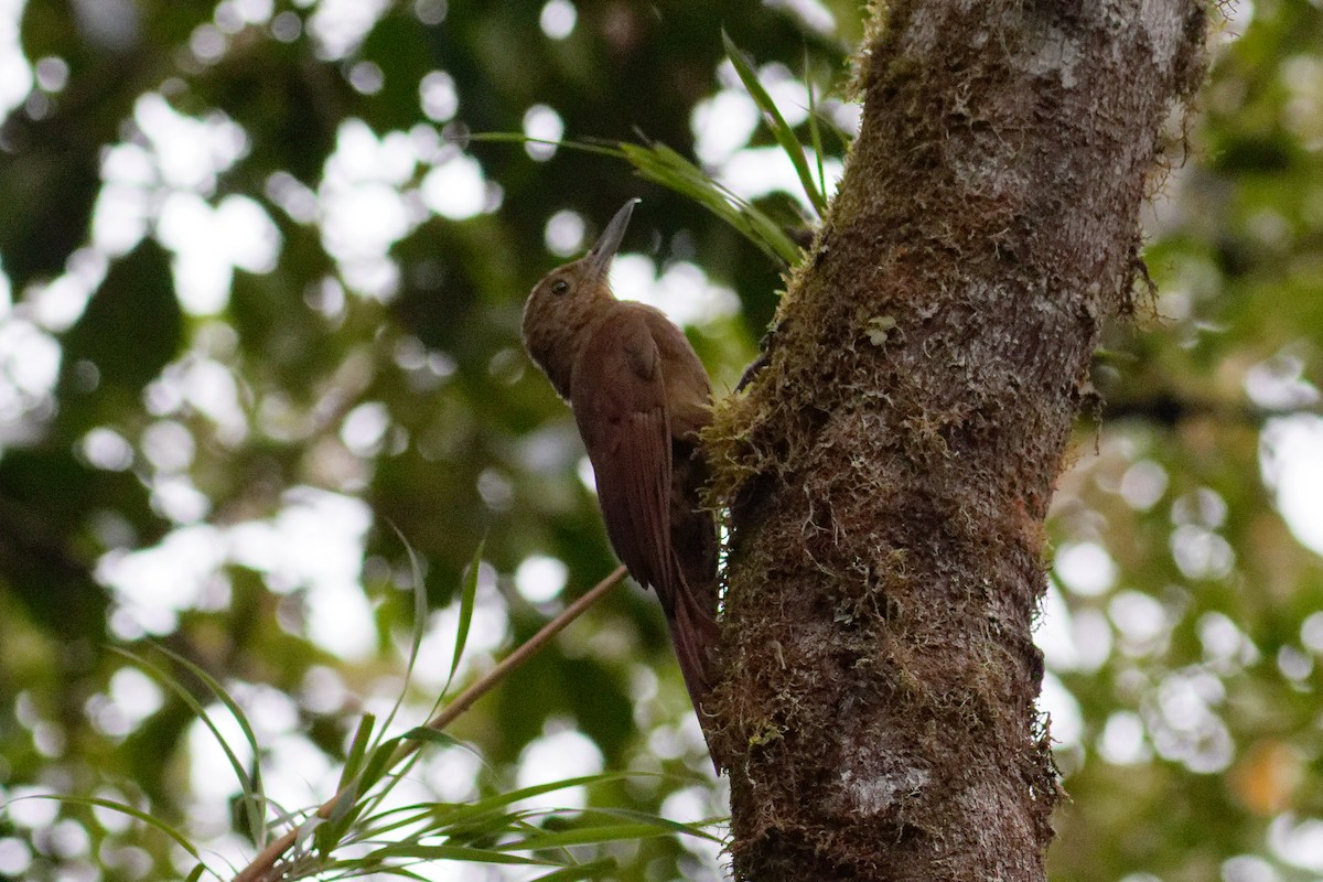 Tyrannine Woodcreeper - ML624299889