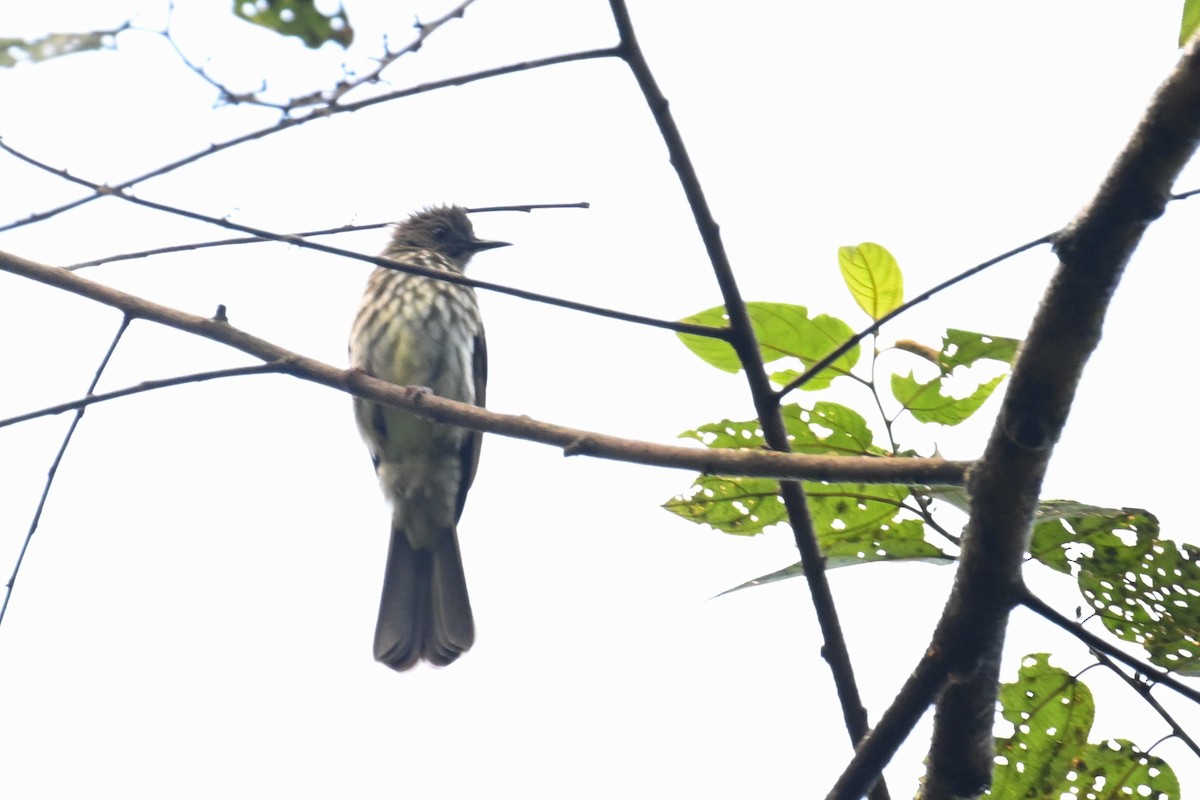 Sumatran Bulbul - ML624299892