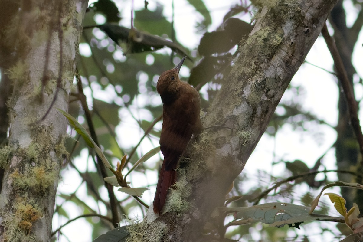 Tyrannine Woodcreeper - Leo Garrigues