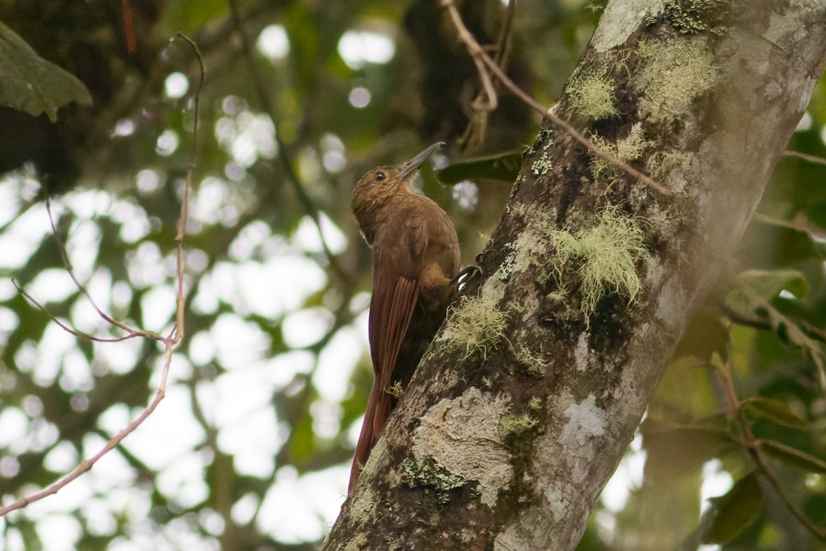 Tyrannine Woodcreeper - ML624299913