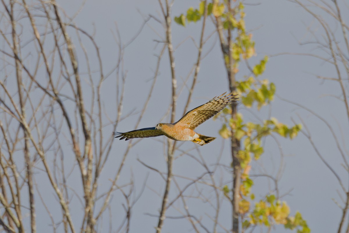 Sharp-shinned Hawk - ML624299966