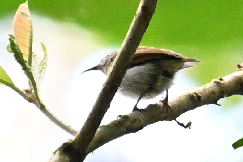 Temminck's Sunbird - ML624299998