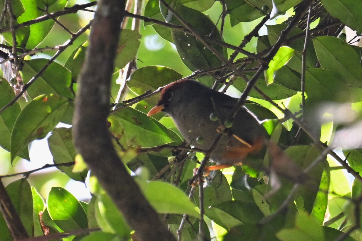 Chestnut-capped Laughingthrush - ML624300013