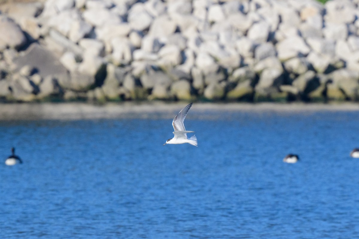 Common Tern - ML624300015