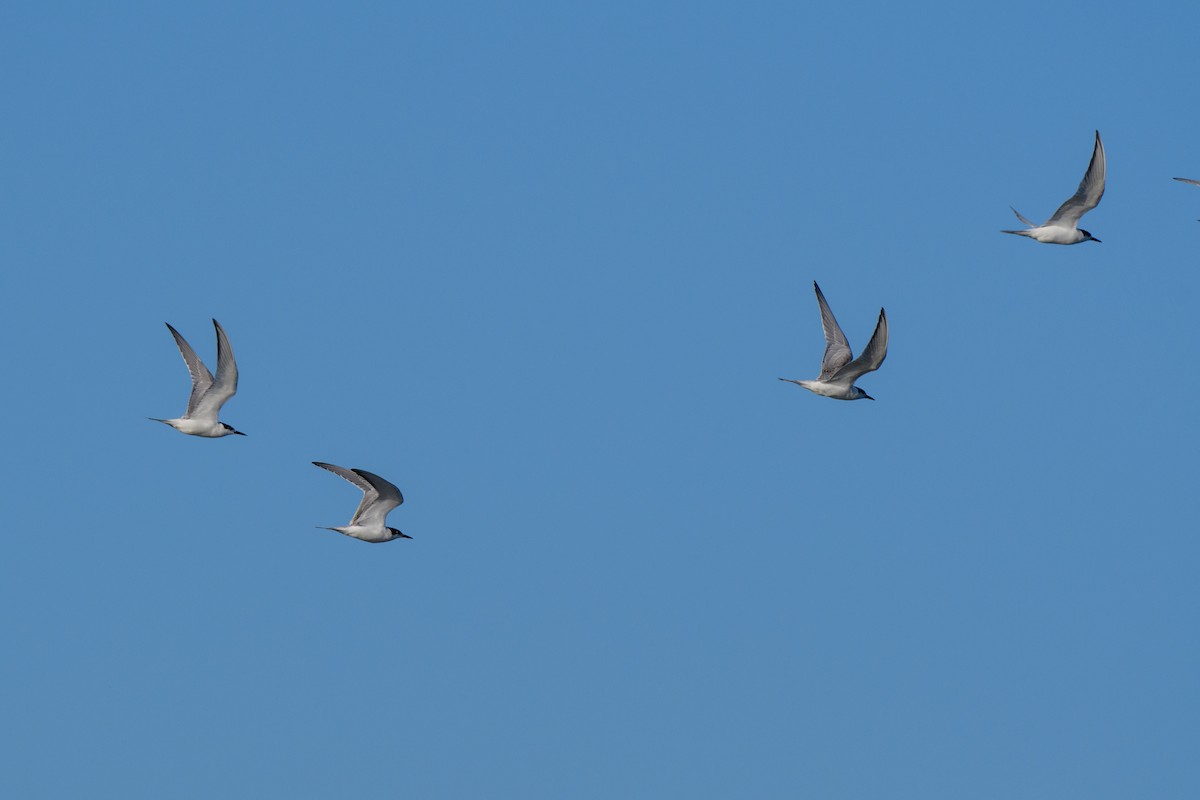 Common Tern - ML624300017