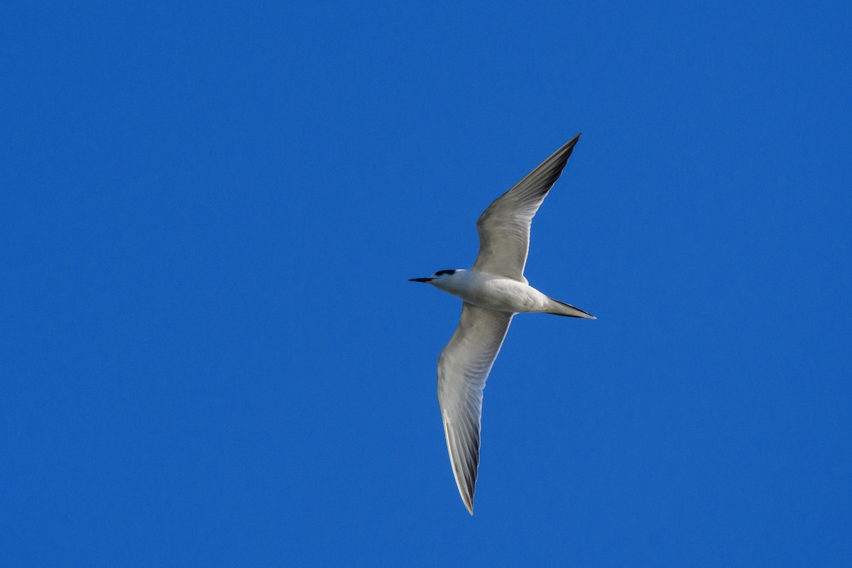Common Tern - ML624300018