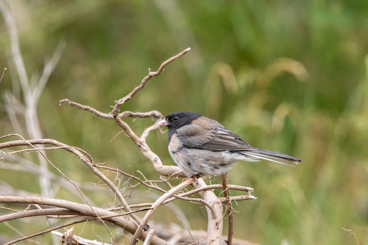 Dark-eyed Junco (Oregon) - Kalpesh Krishna