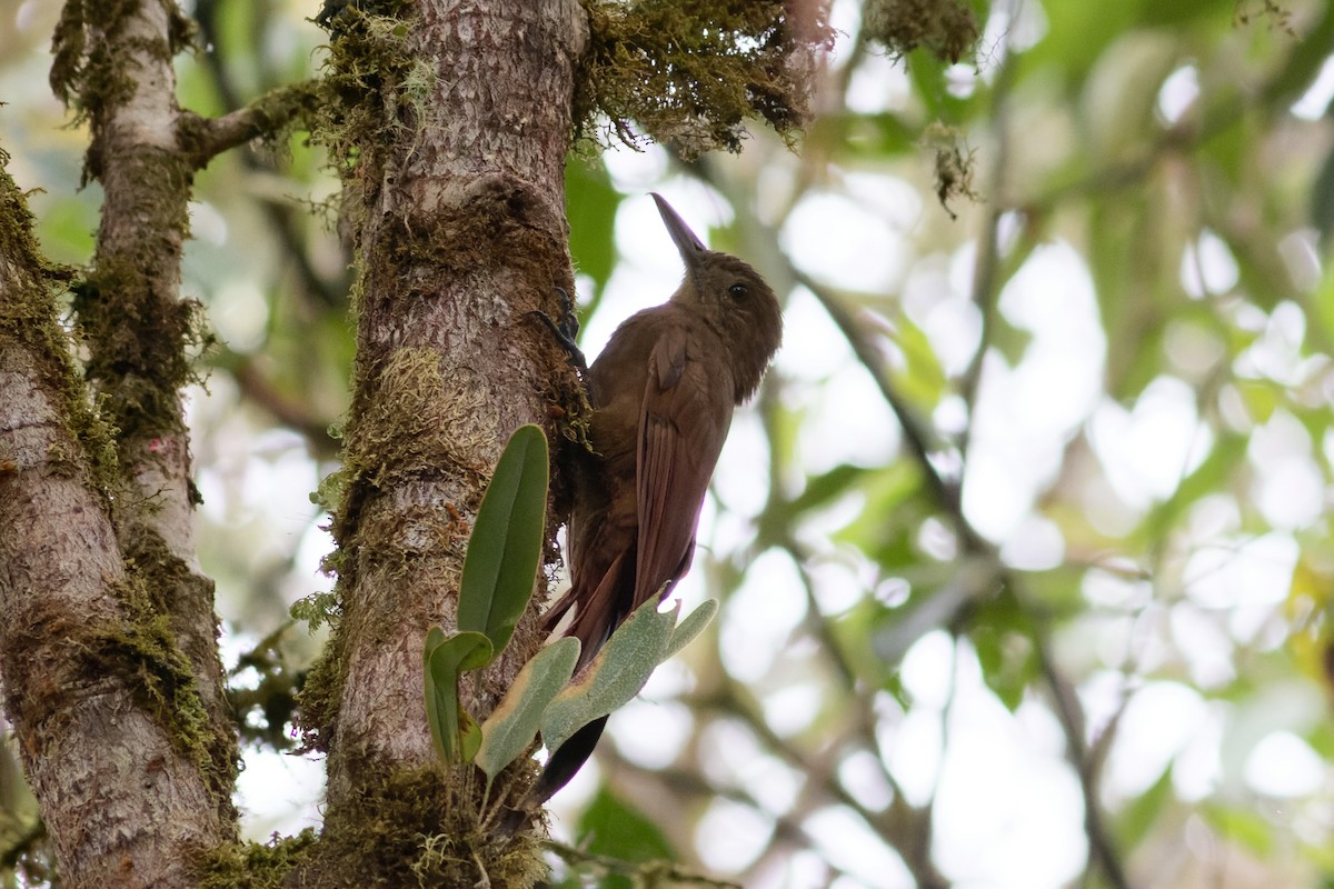 Tyrannine Woodcreeper - ML624300047