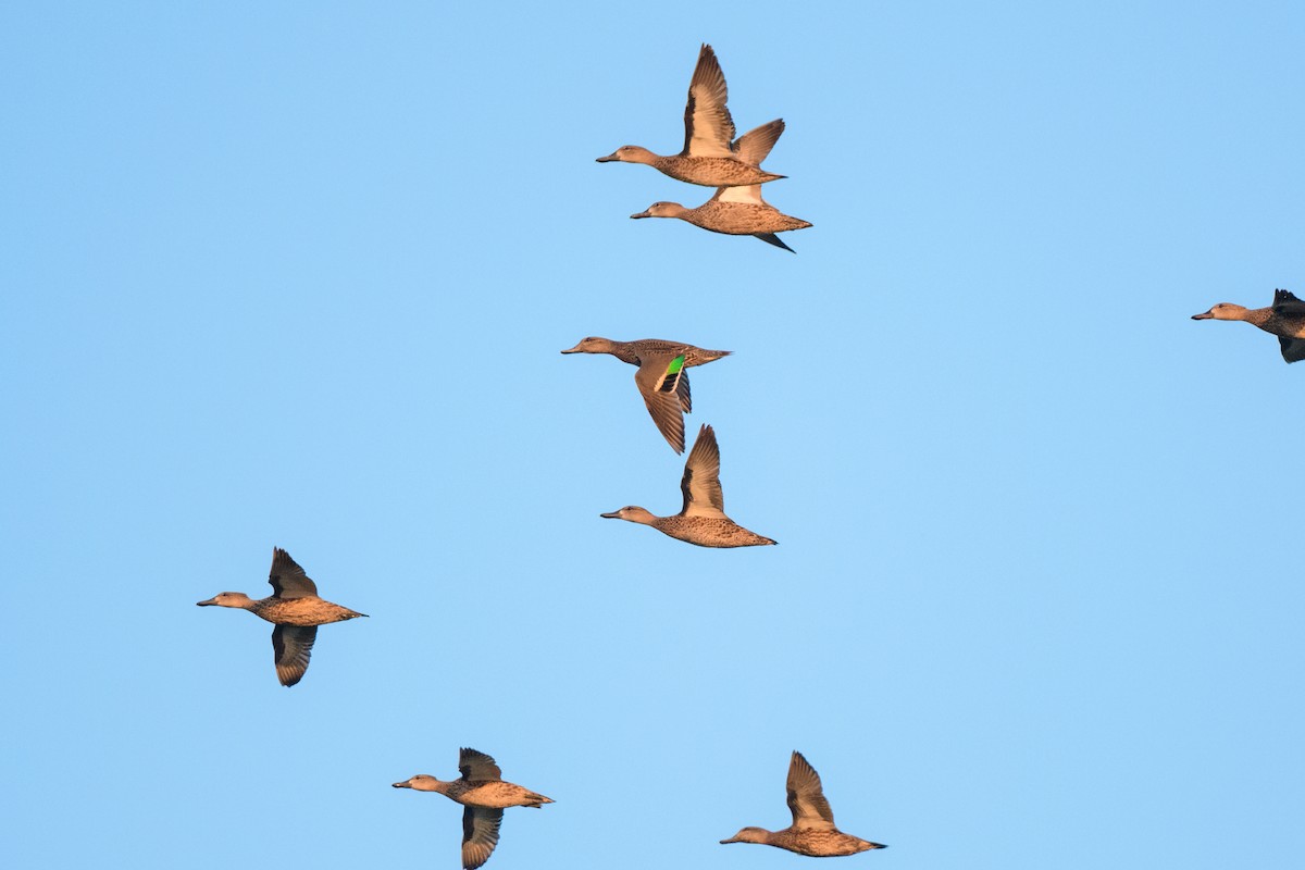 Green-winged Teal (American) - ML624300053