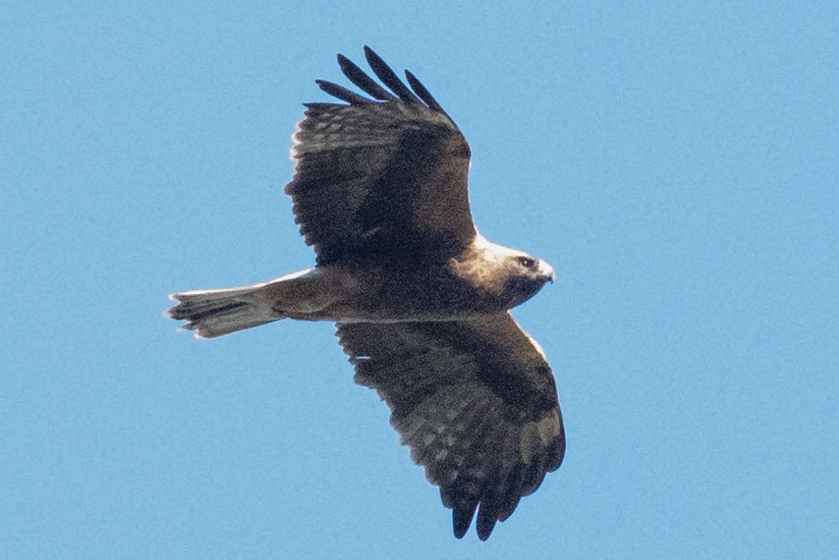 Booted Eagle - ML624300072