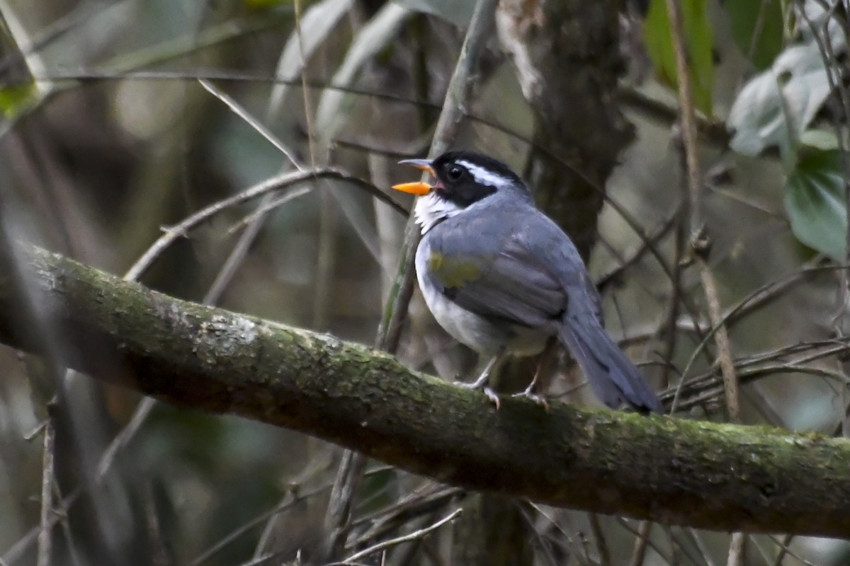 Saffron-billed Sparrow (Gray-backed) - ML624300107