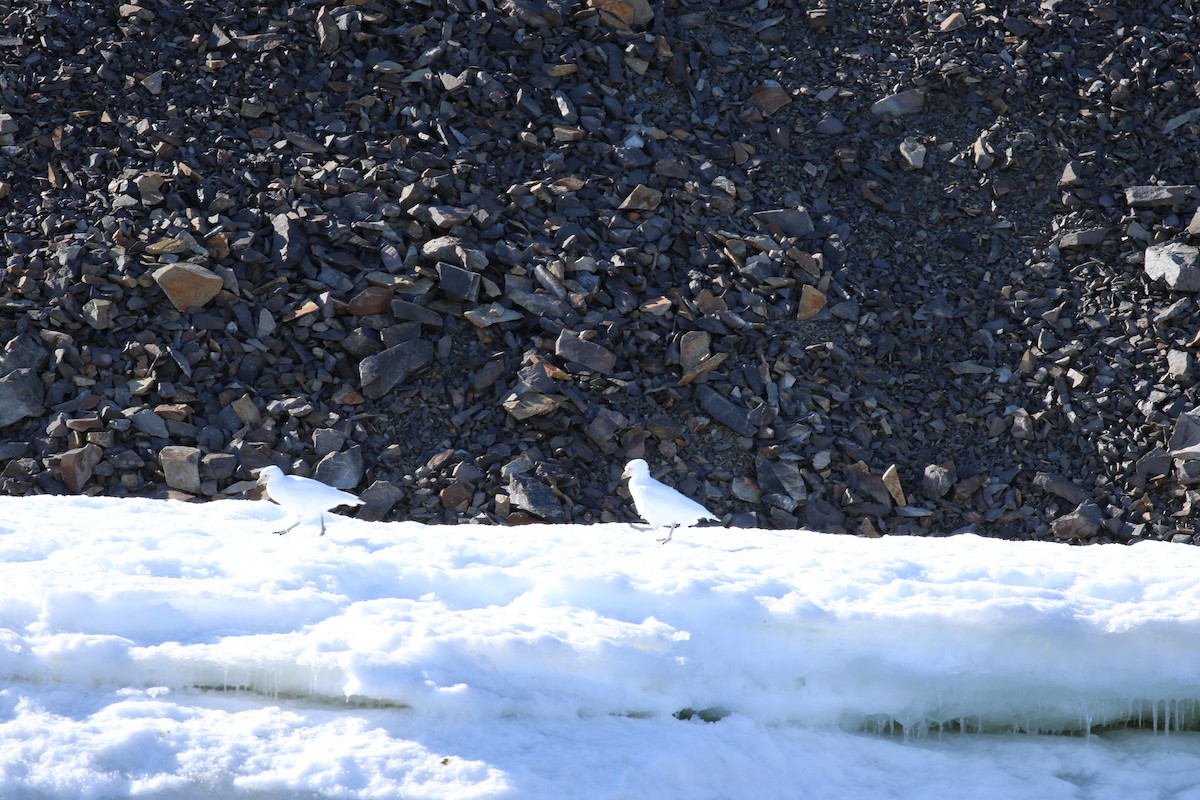 Snowy Sheathbill - ML624300154