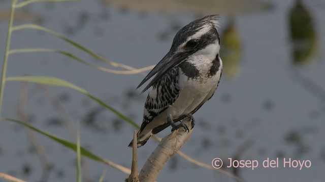 Pied Kingfisher - ML624300155