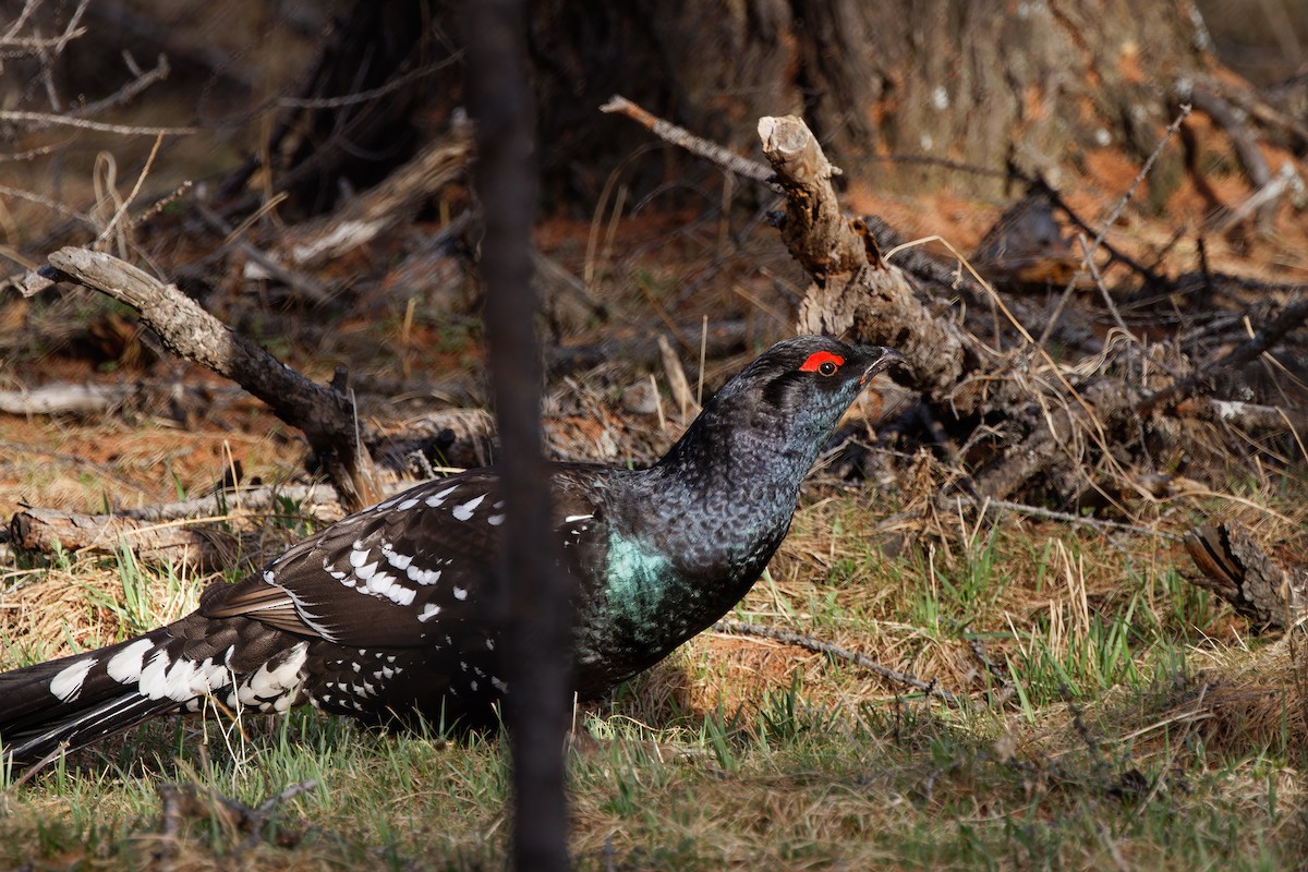 Black-billed Capercaillie - ML624300183