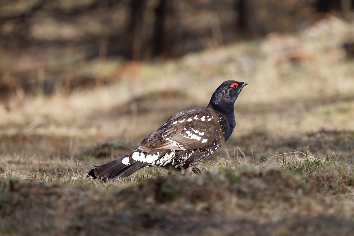 Black-billed Capercaillie - ML624300187