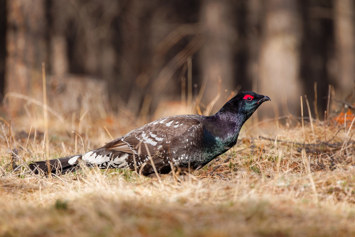 Black-billed Capercaillie - ML624300191