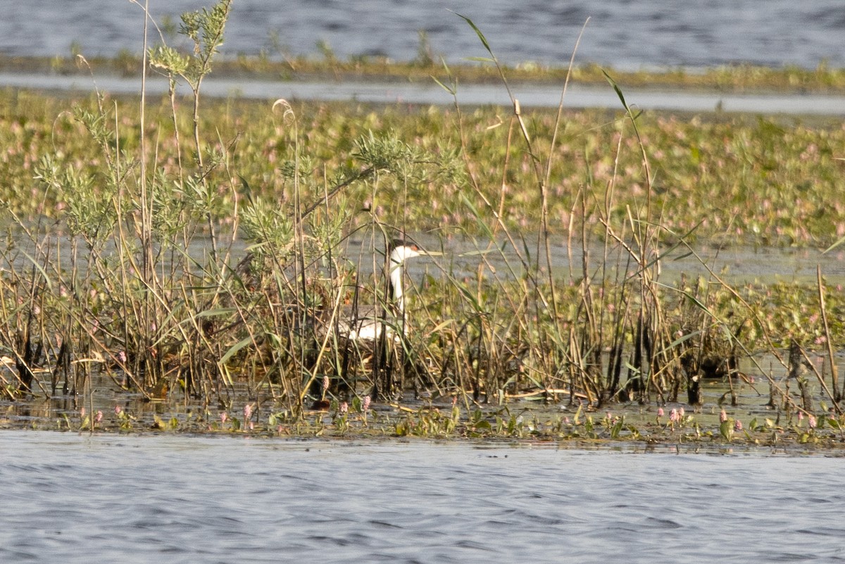 Western Grebe - Kalpesh Krishna
