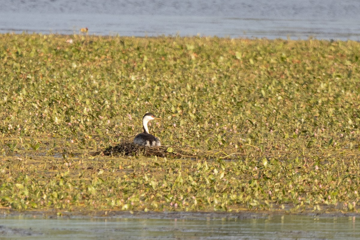 Western Grebe - Kalpesh Krishna