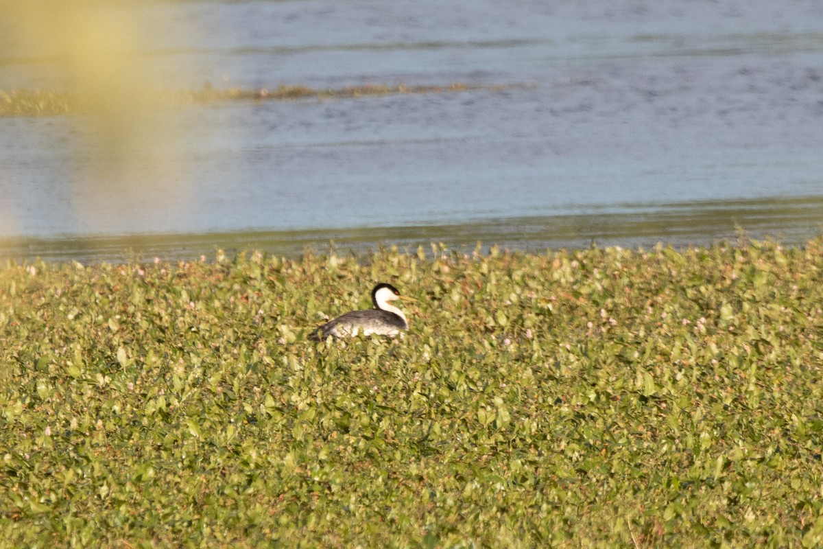 Western Grebe - Kalpesh Krishna