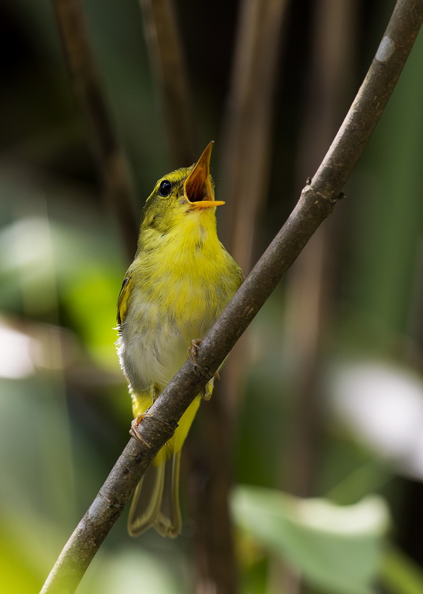 Yellow-vented Warbler - ML624300265