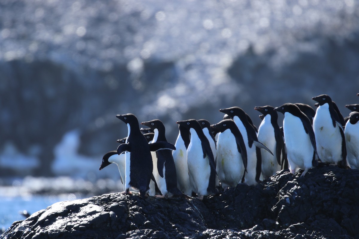 Adelie Penguin - ML624300275