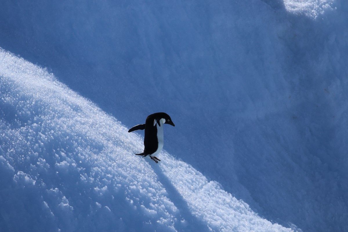 Adelie Penguin - ML624300404