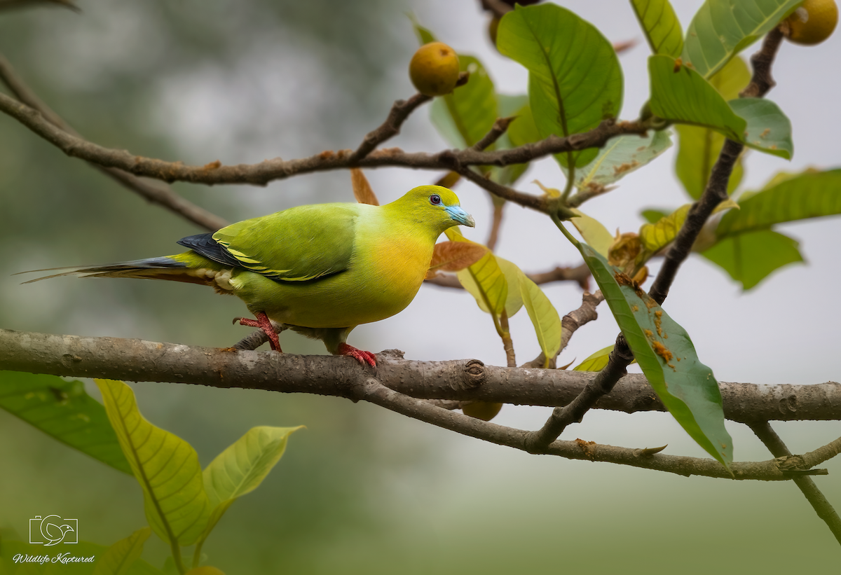 Pin-tailed Green-Pigeon - ML624300411