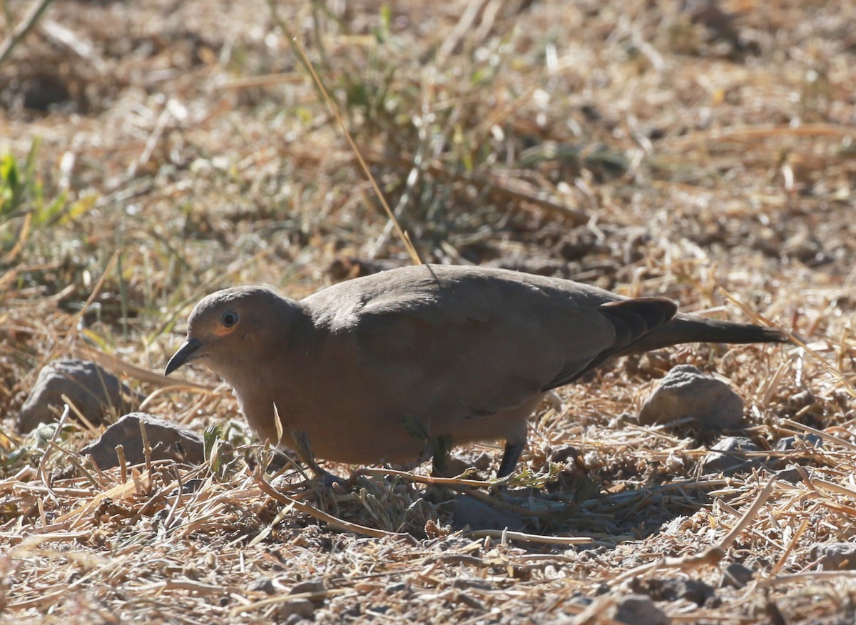 Black-winged Ground Dove - ML624300412