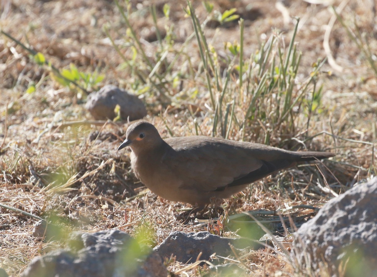 Black-winged Ground Dove - ML624300414