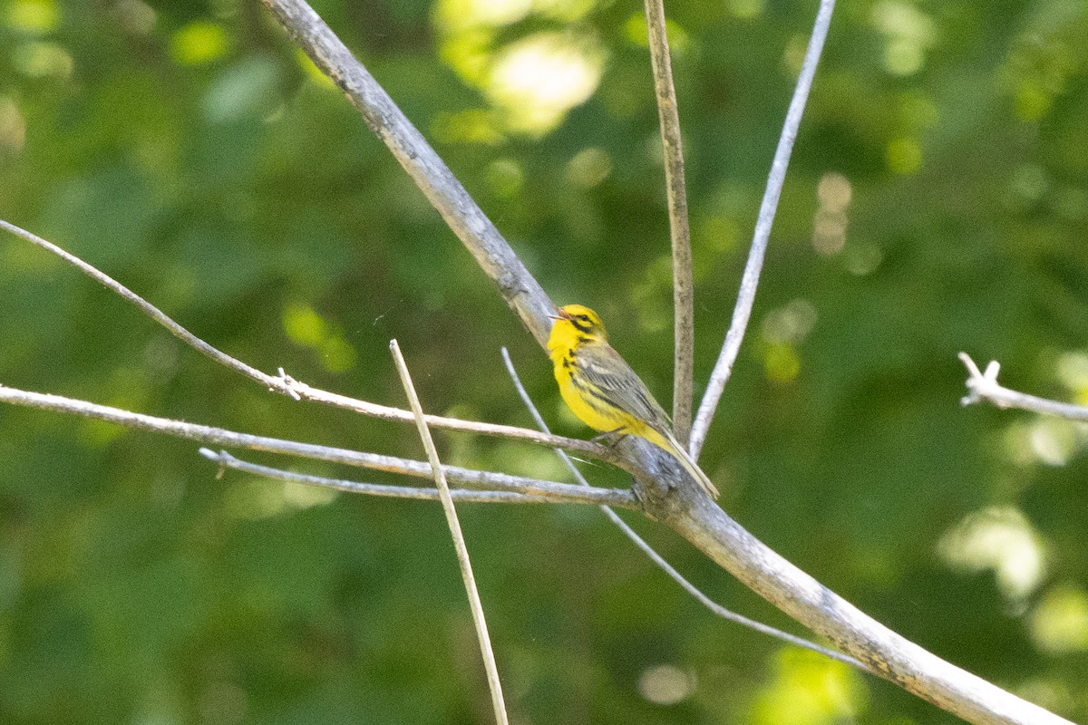 Prairie Warbler - ML624300460