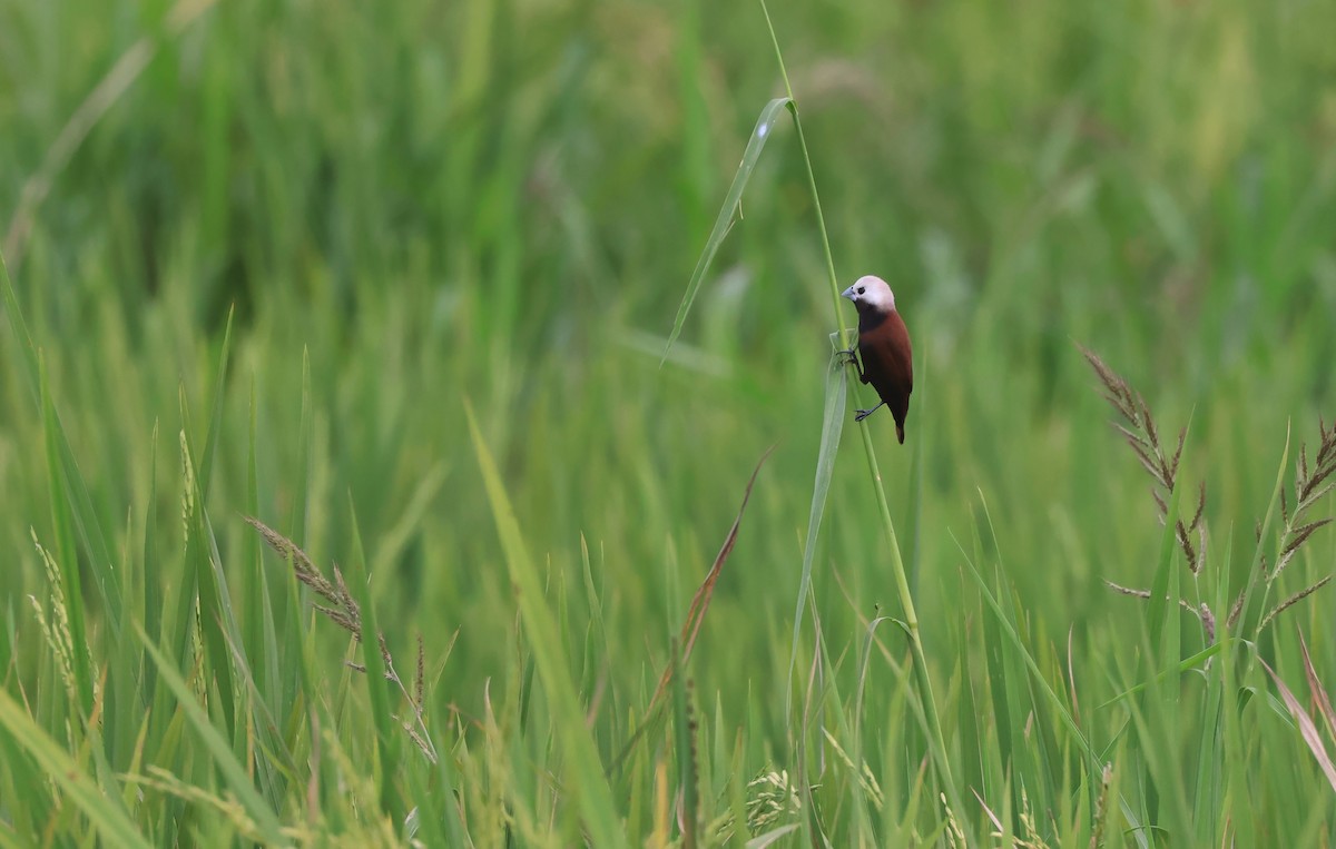 White-capped Munia - ML624300575
