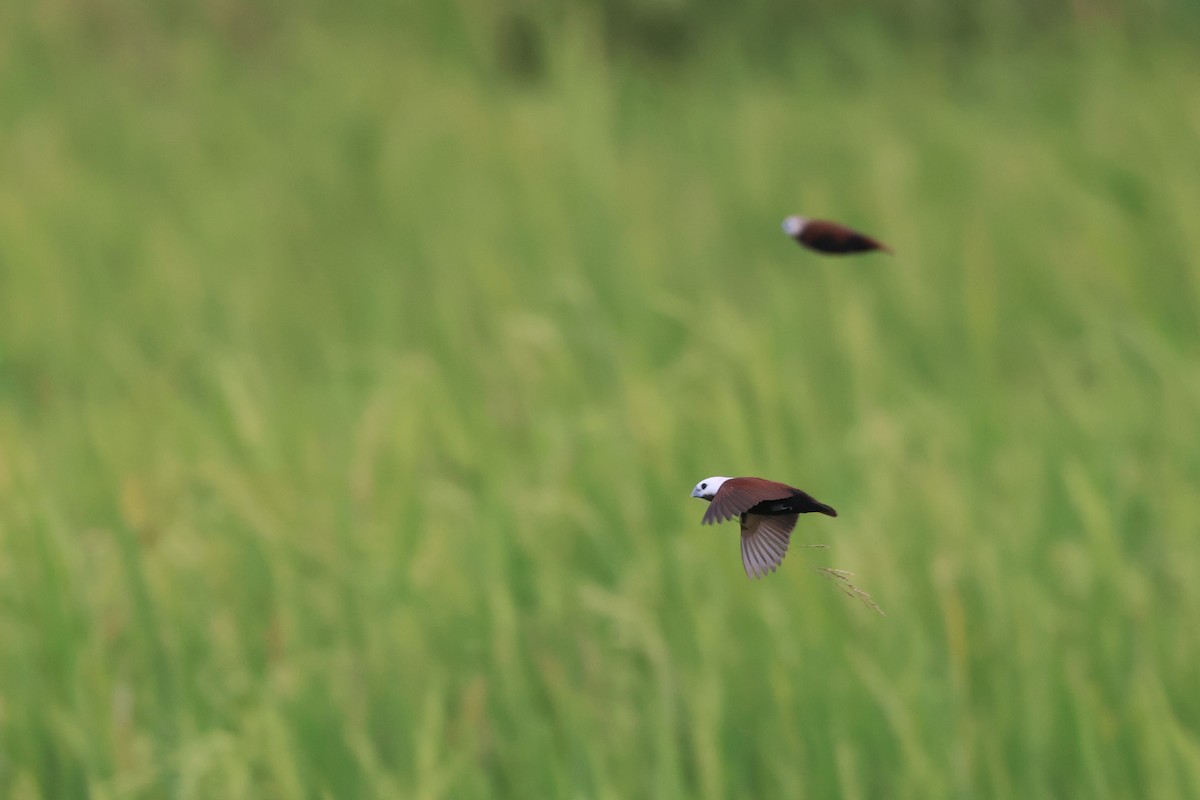 White-capped Munia - ML624300611