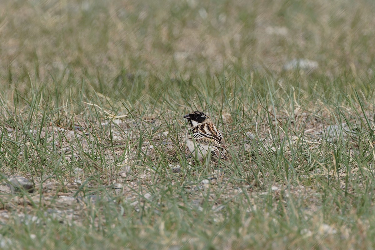 Pallas's Bunting - ML624300619