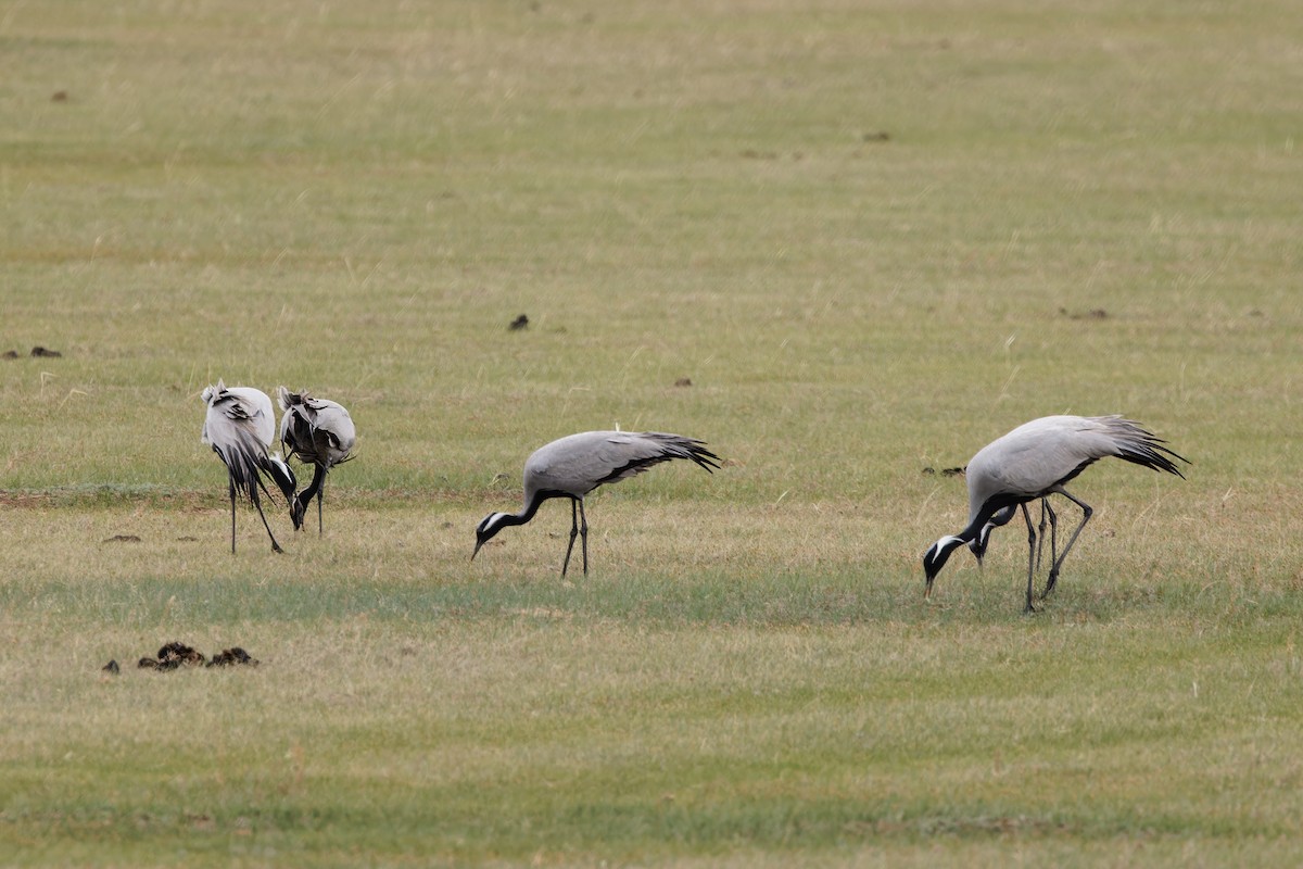 Demoiselle Crane - ML624300636