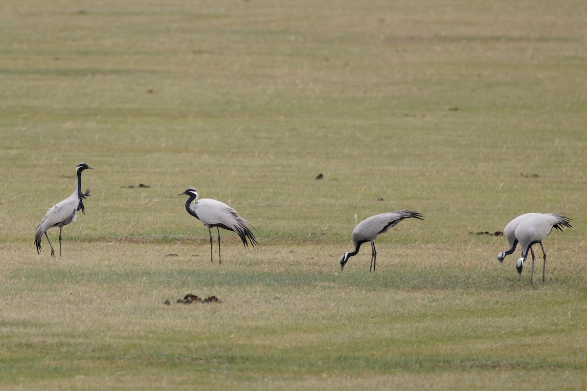 Demoiselle Crane - ML624300637