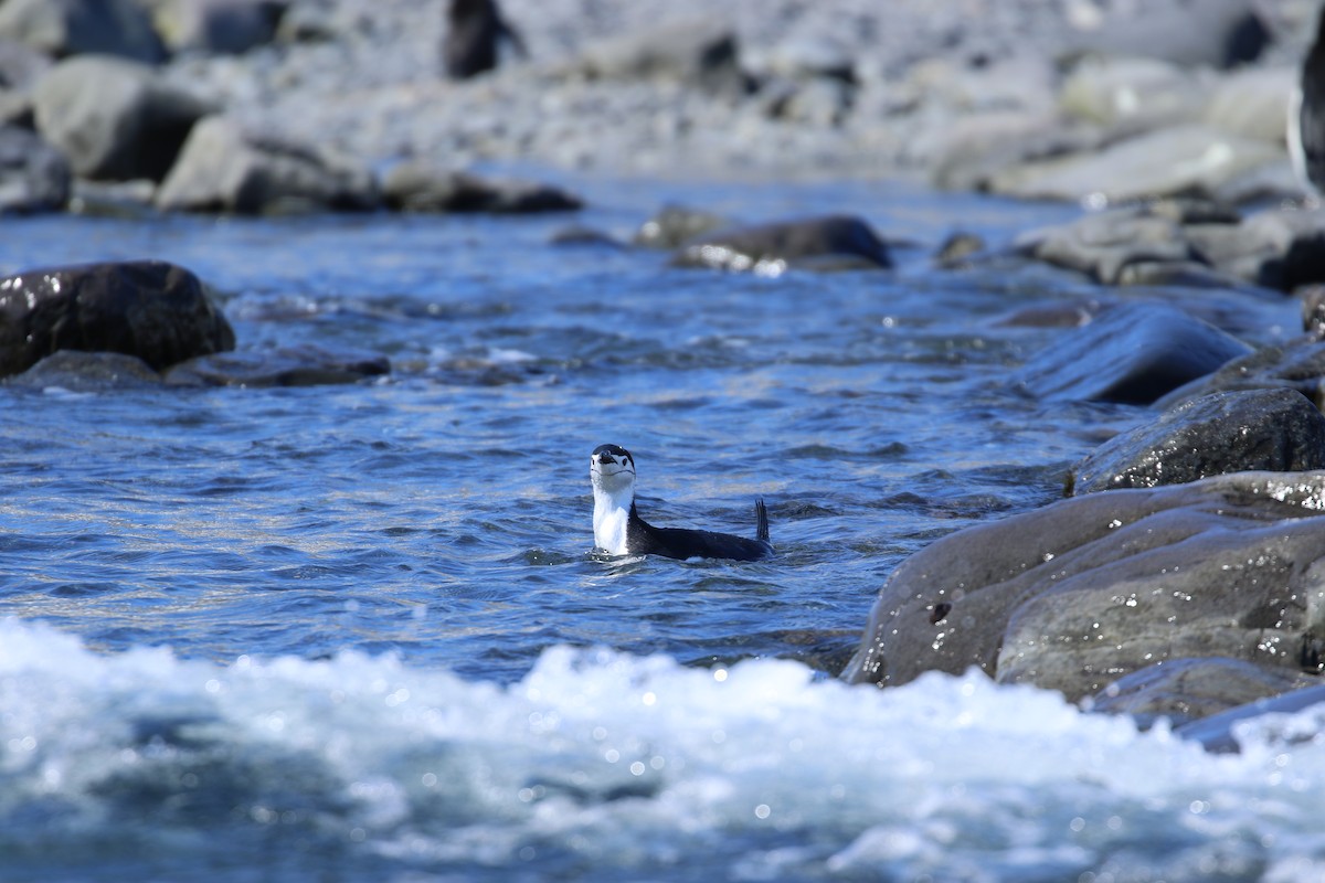 Chinstrap Penguin - ML624300680