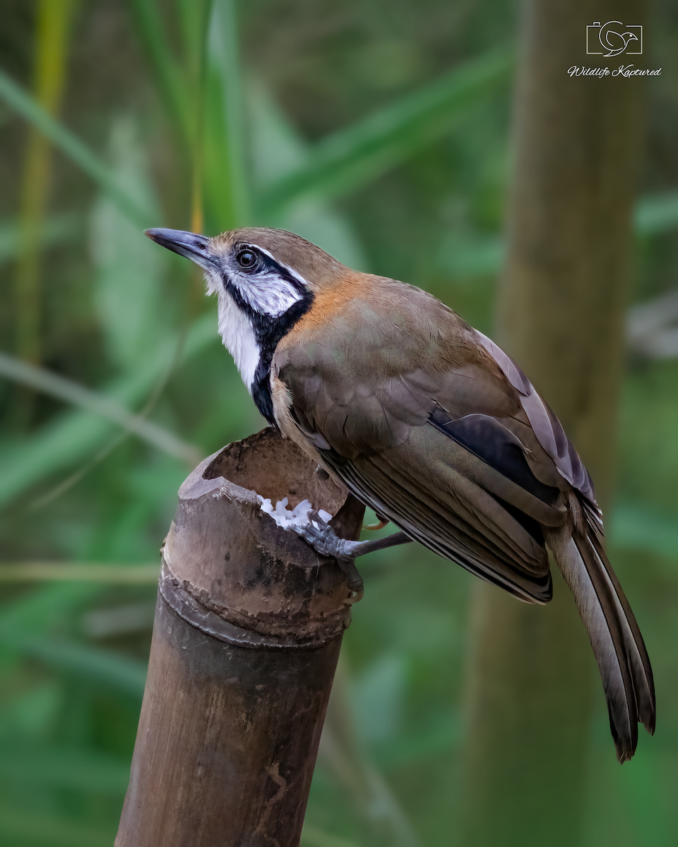 Greater Necklaced Laughingthrush - ML624300705