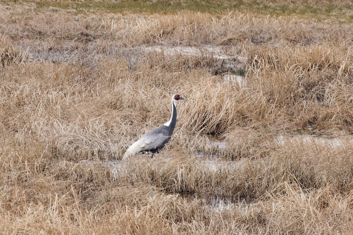 White-naped Crane - ML624300706