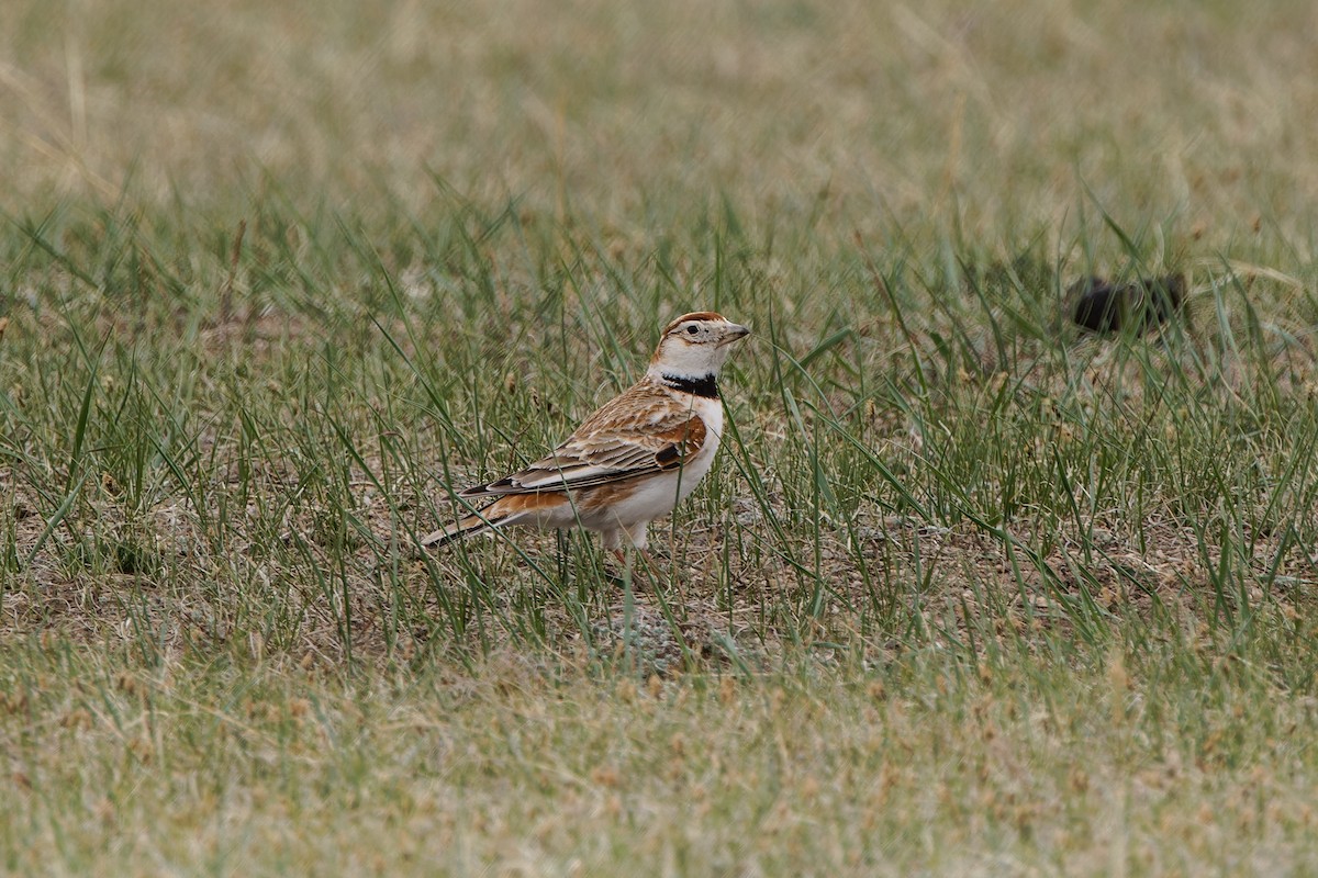 Mongolian Lark - ML624300736